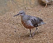 Picture/image of Red Knot