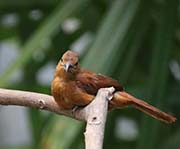 White-shouldered Tanager