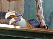 Picture/image of Papuan Hornbill