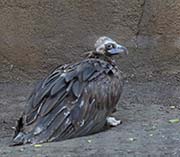Picture/image of Cinereous Vulture