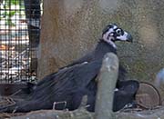 Picture/image of Cinereous Vulture