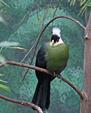 Picture/image of White-crested Turaco