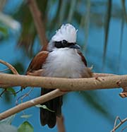Picture/image of White-crested Laughingthrush