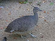 Picture/image of Elegant Crested Tinamou