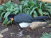 Picture/image of Wattled Curassow