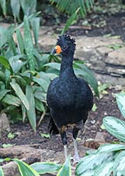 Picture/image of Wattled Curassow