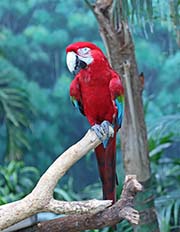 Picture/image of Red-and-green Macaw