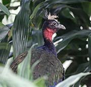 Congo Peafowl