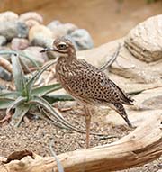 Picture/image of Spotted Thick-knee