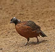 Picture/image of Masked Bobwhite