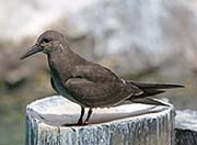 Picture/image of Inca Tern