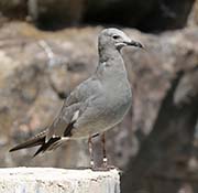 Picture/image of Grey Gull