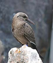 Picture/image of Inca Tern