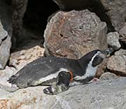 Picture/image of Humboldt Penguin