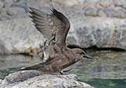 Picture/image of Inca Tern