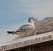 Picture/image of Grey Gull