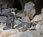 Picture/image of Humboldt Penguin