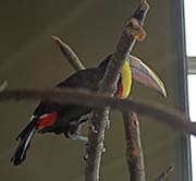 Picture/image of Chestnut-mandibled Toucan