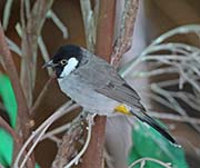 Picture/image of White-eared Bulbul