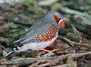 Picture/image of Zebra Finch