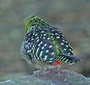 Picture/image of D'Arnaud's Barbet