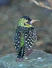 Picture/image of D'Arnaud's Barbet