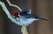 Picture/image of Red-capped Cardinal