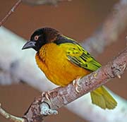 Village Weaver