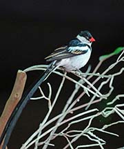 Picture/image of Pin-tailed Whydah