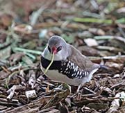 Picture/image of Diamond Firetail