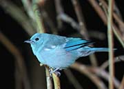 Picture/image of Blue-gray Tanager