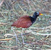 Picture/image of Wattled Jacana