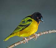 Picture/image of Village Weaver