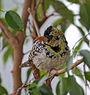 Picture/image of D'Arnaud's Barbet