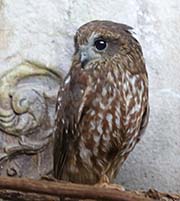 Picture/image of Southern Boobook