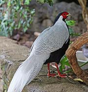 Picture/image of Silver Pheasant
