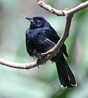 Picture/image of White-shouldered Tanager