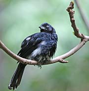 Picture/image of White-shouldered Tanager