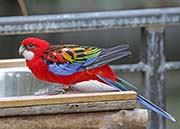 Picture/image of Western Rosella