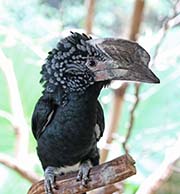 Picture/image of Silvery-cheeked Hornbill