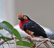 Picture/image of Bearded Barbet