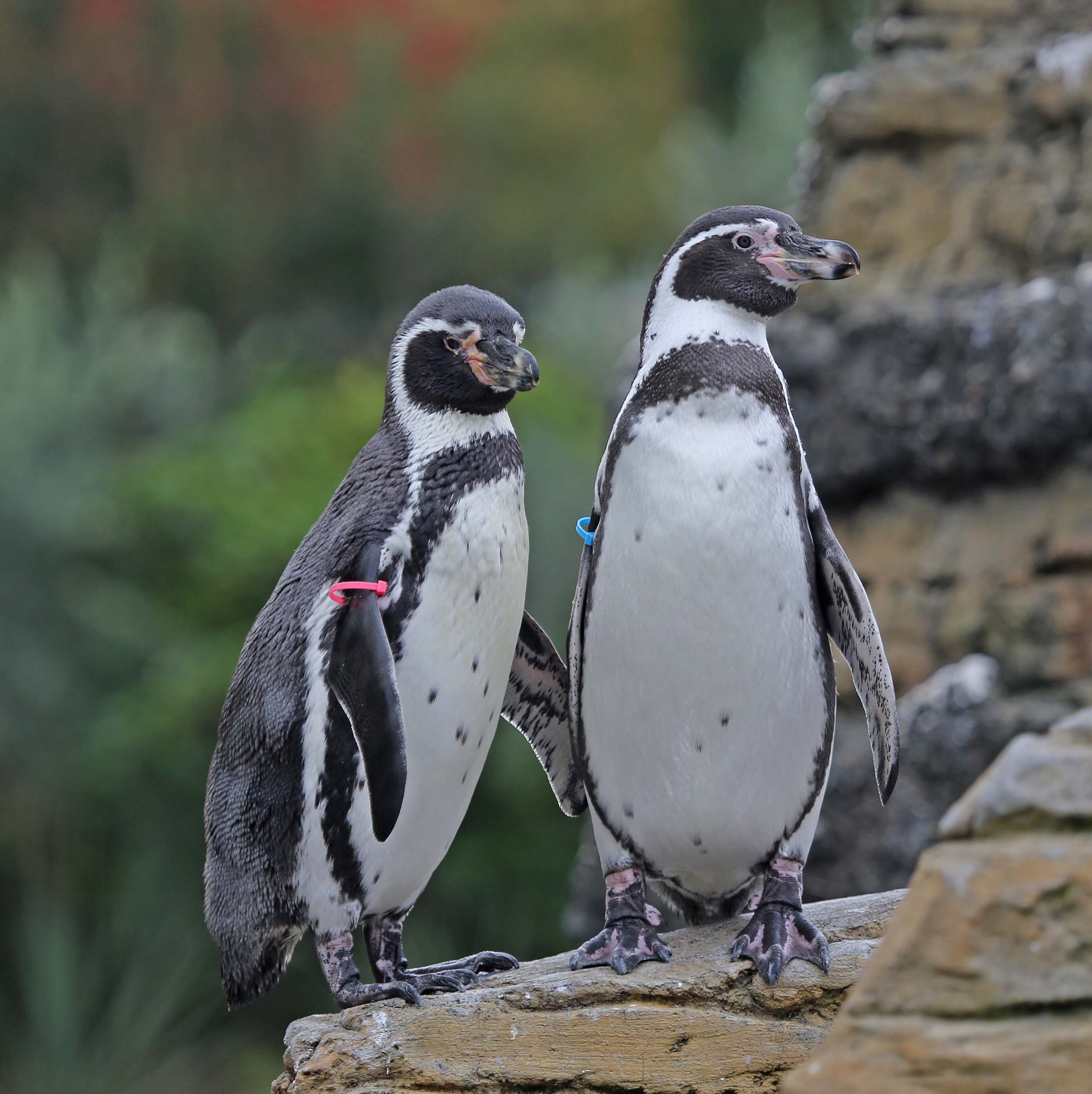 Pictures and information on Humboldt Penguin