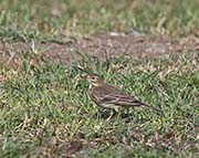 Picture/image of American Pipit