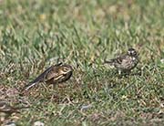 Picture/image of Red-throated Pipit