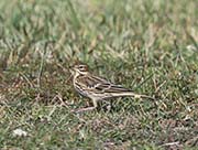 Red-throated Pipit