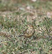 Picture/image of Red-throated Pipit
