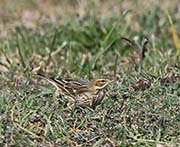 Picture/image of Red-throated Pipit