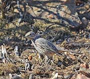 Picture/image of Sage Thrasher