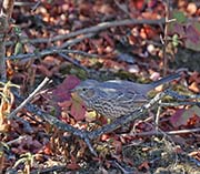 Picture/image of Sage Thrasher