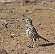 Picture/image of Sage Thrasher